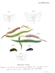 Illustration of butterflies