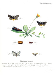 Illustration of butterflies