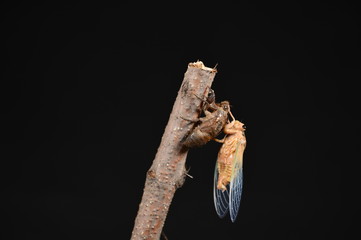 Cicada skin outside