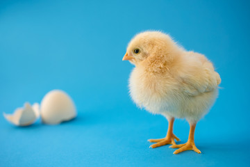 Fototapeta premium Newborn yellow chicken and broken eggs.