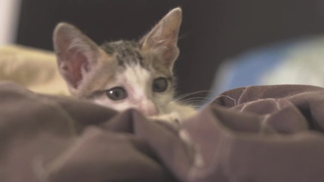 Small kitten waking up.