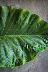 Creative nature layout made of tropical leaves and flowers. Flat lay. Summer concept.