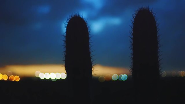 Two silhouetted cacti in front of the blue and orange summer night sky over city lights of Willemstad, Curacao
