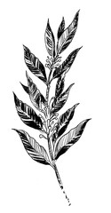 Fototapeta premium Laurus, bay leaves. Ink black and white illustration