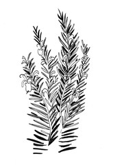 Rosemary plant. Ink black and white illustration