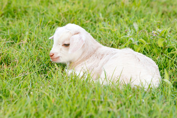 Newborn white baby kid goat pygmy goat in grass field