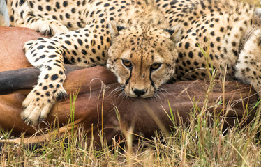 cheetah cat