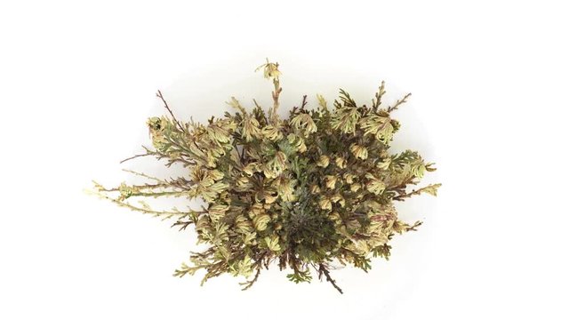 Jericho/Desert Rose Blooming Time Lapse