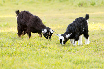 Naklejka na ściany i meble Two young kid goats grazing in grassy field