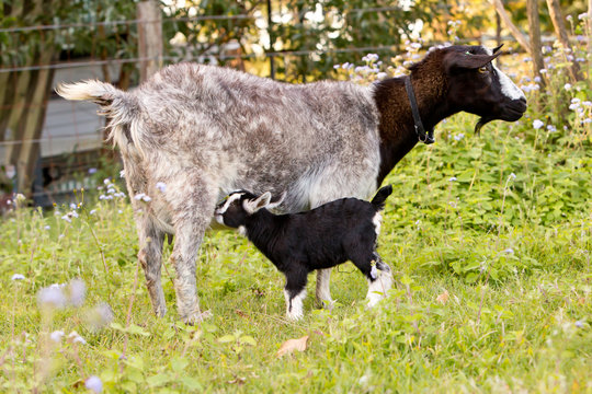 Mother Doe goat with baby kid goat nursing  in grassy paddock