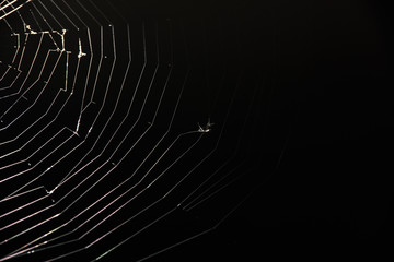 preys on spider web