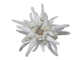 edelweiss flower isolated on white background