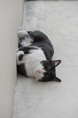 Stray cute cat sleep on cement ground