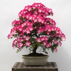 Fotobehang Bonsai Satsuki  © Frank