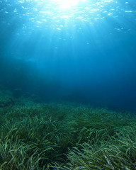 Naklejka premium Zielona trawa morska niebieski ocean pod wodą