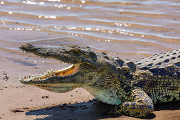 Nile Crocodile in Chobe river, Botswana