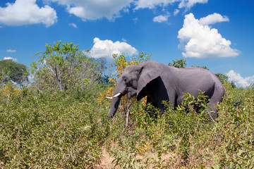 African Elephant in Chobe, Botswana safari wildlife