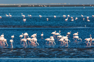 Fototapeta premium Rosy Flamingo colony in Walvis Bay Namibia