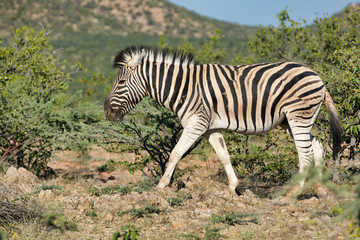 Fototapeta na wymiar zebra in Etosha Namibia wildlife safari
