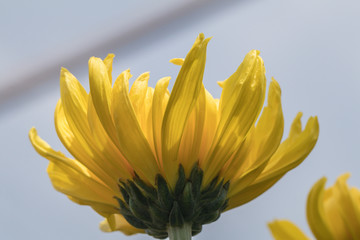 Yellow Chrysanthemum flower.Sometimes called mums or chrysanths.(Dendranthemum grandifflora)