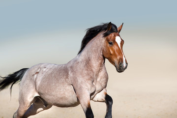 Fototapeta na wymiar Roan horse free run fast in sandy dast