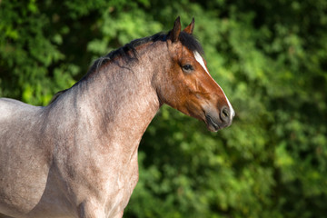 Naklejka premium Roan bay horse close up portrait against green background