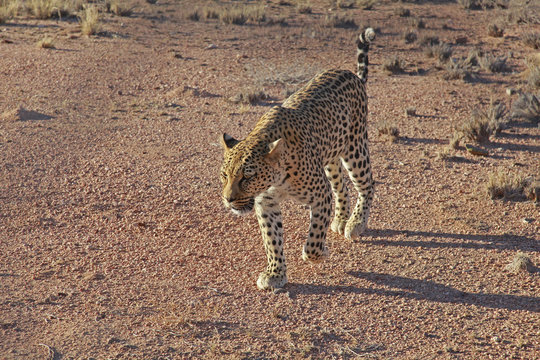 Cheetah