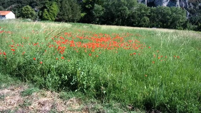 Poppies field drone footage