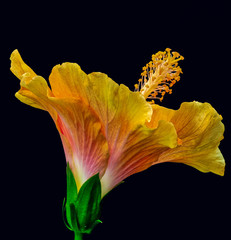 Floral bright color macro flower image of the back of a single isolated blooming open yellow red...