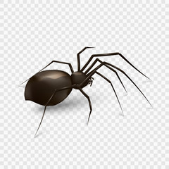 Stock vector illustration spider isolated on a transparent background. EPS 10 - 213001973