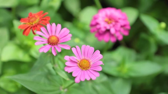 Zinnia lilliput garden flowers with spectacular vibrant colours and green foliage, high definition stock footage clip.