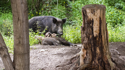 Wild boar mum and dad with pigletts in the forest