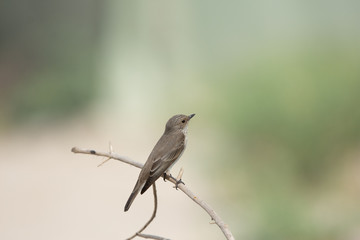 Spotted Fly catcher