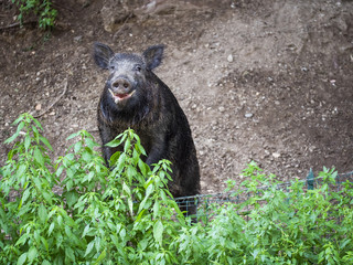 Nice wild boar standing on hind legs and he smiles at the camera