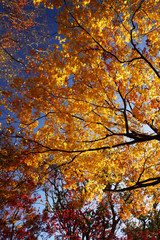 笠置山紅葉燃ゆる頃