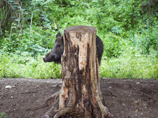 Obraz premium Wild boar hides behind a tree trunk