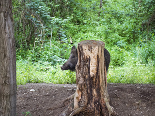 Wild boar hides behind a tree trunk