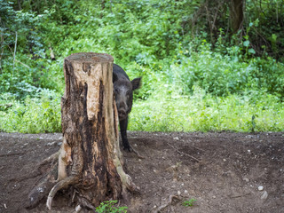 Wild boar hides behind a tree trunk