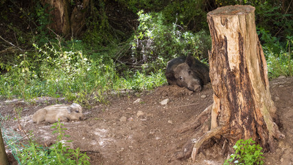 Mum boar sleeps with pigletts