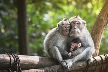Fotobehang Aap Familie van apen met een kleine baby makaak in de buurt van Tample in Monkey Forest, Ubud, Bali, Indonesië.