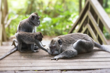 Family of monkeys with a little baby macaque near Tample in Monkey Forest, Ubud, Bali, Indonesia.
