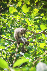 The monkey sleeps on a tree branch in living nature. Beautiful monkey life in nature, macaque, macaca close-up, blurred background. Monkey forest, Ubud, Bali, Indonesia.