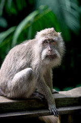 Naklejka na ściany i meble Beautiful portrait of animal wild life in nature, macaque, macaca close-up, blurred background. Monkey forest, Ubud, Bali, Indonesia. Selective focus.