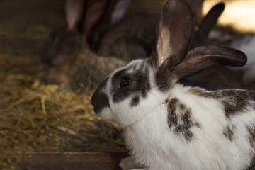 Farm rabbit white grey color portrait closeup