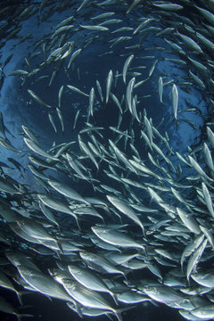 Tuna fish underwater   