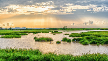 Panoramic landscape scenery of marsh wetland full of grass with heron looking for fish during sunset at Thalaynoi, Phatthalung, Thailand - obrazy, fototapety, plakaty