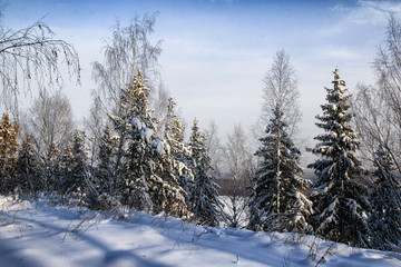 Fototapeta na wymiar Ate in the snow on a winter evening