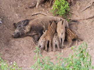 Wild boar feeding five piglets