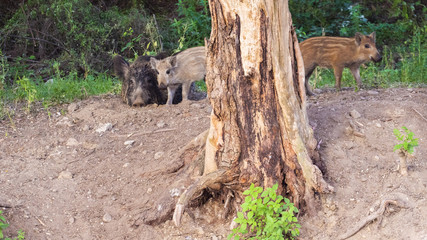 Wild boar mum and pigletts in the forest