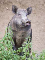 Nice wild boar standing on hind legs and looking at camera